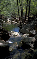 stream boulders forest 1980s 1990s A4 Photo Print
