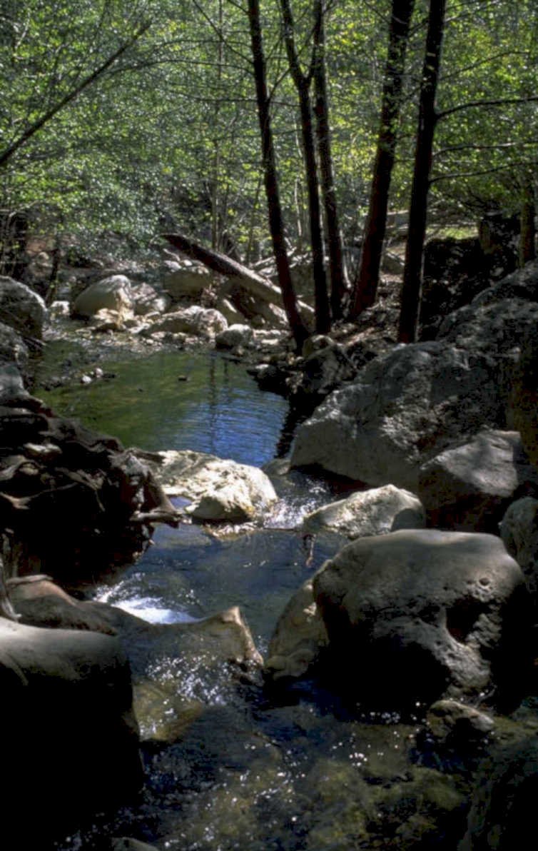stream boulders forest 1980s 1990s A4 Photo Print