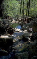 stream creek rocks 1980s 1990s A4 Photo Print