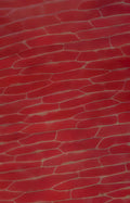 striated muscle tissue Vintage A4 Photo Print