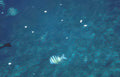striped fish keys Vintage A4 Photo Print
