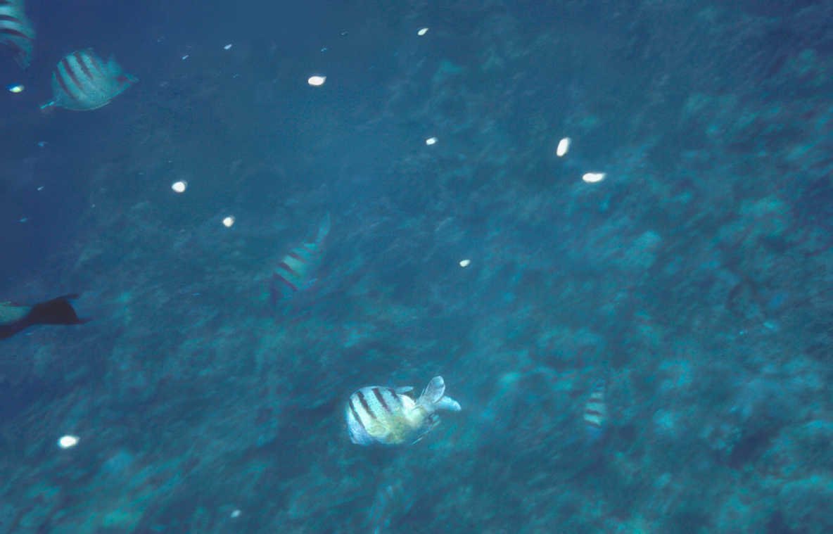 striped fish keys Vintage A4 Photo Print