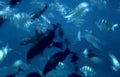 striped fish ocean Vintage A4 Photo Print