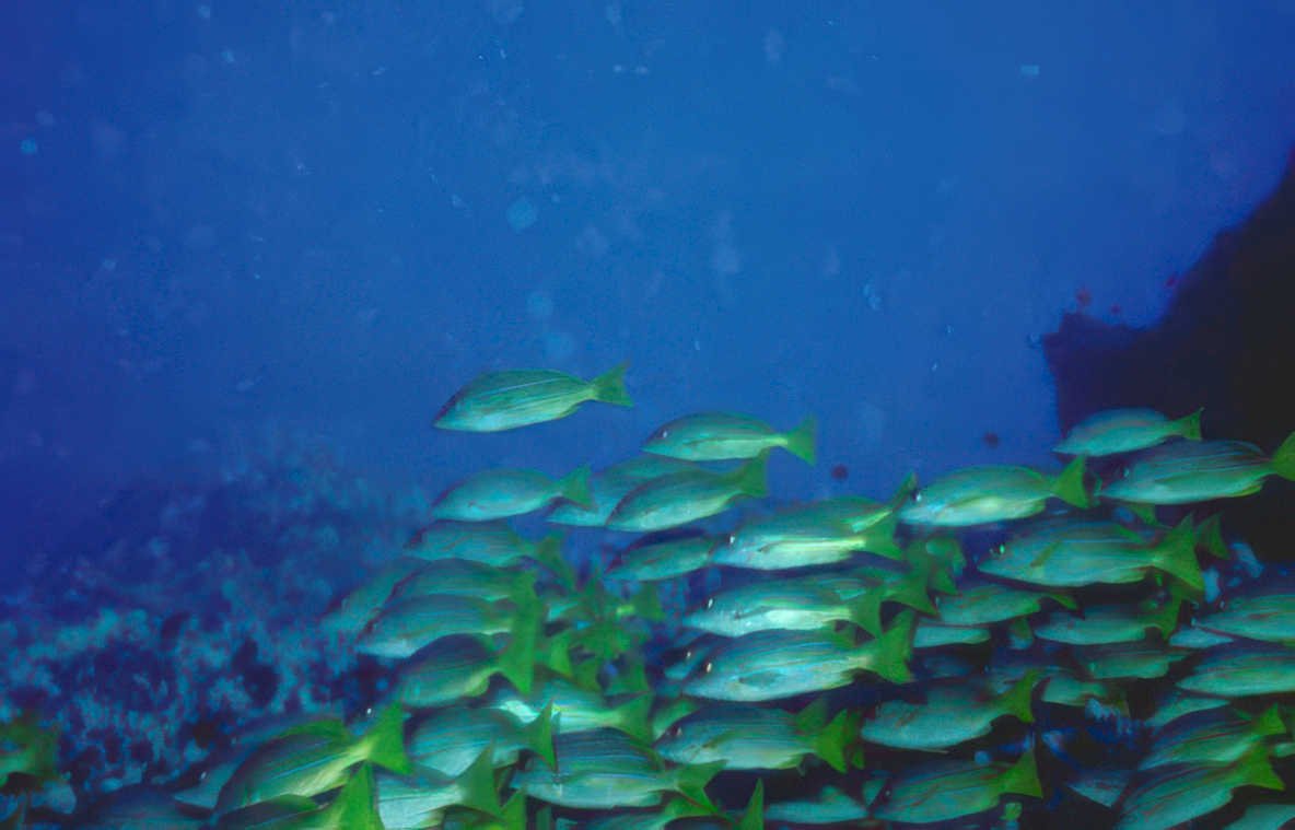 striped fish reef Vintage A4 Photo Print