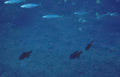 striped fish school Vintage A4 Photo Print