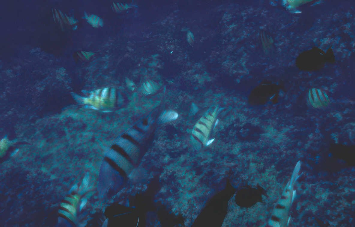 striped fish snapper Vintage A4 Photo Print