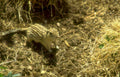 striped ground squirrel Vintage A4 Photo Print