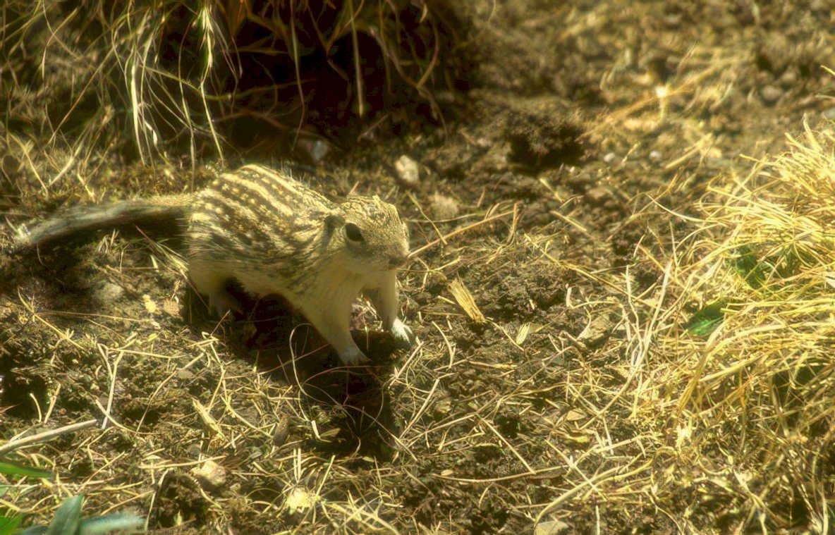 striped ground squirrel Vintage A4 Photo Print