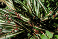 striped ligularia berries1980s 1990s A4 Photo Print