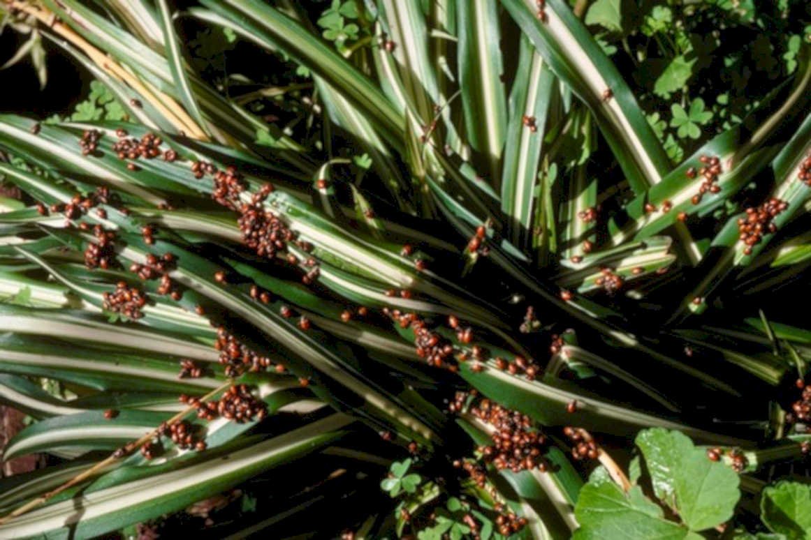 striped ligularia berries1980s 1990s A4 Photo Print