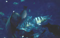 striped tang fish Vintage A4 Photo Print
