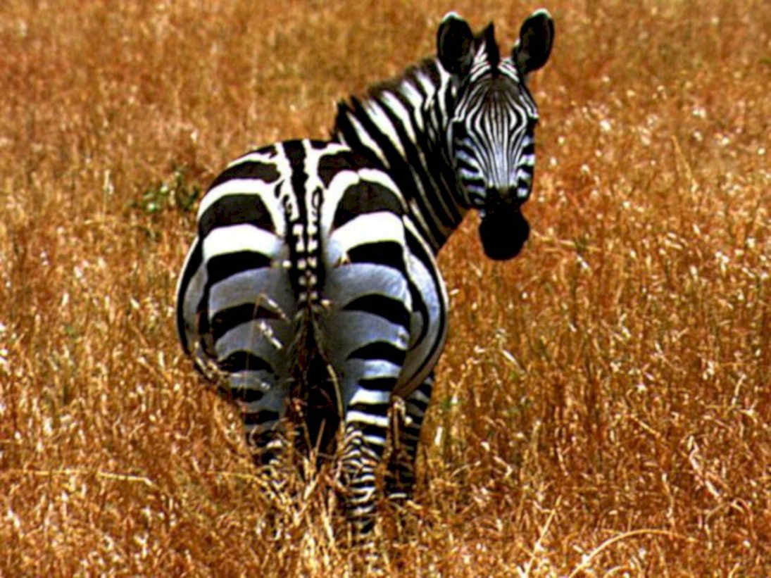 stripped zebra safari1980s 1990s A4 Photo Print