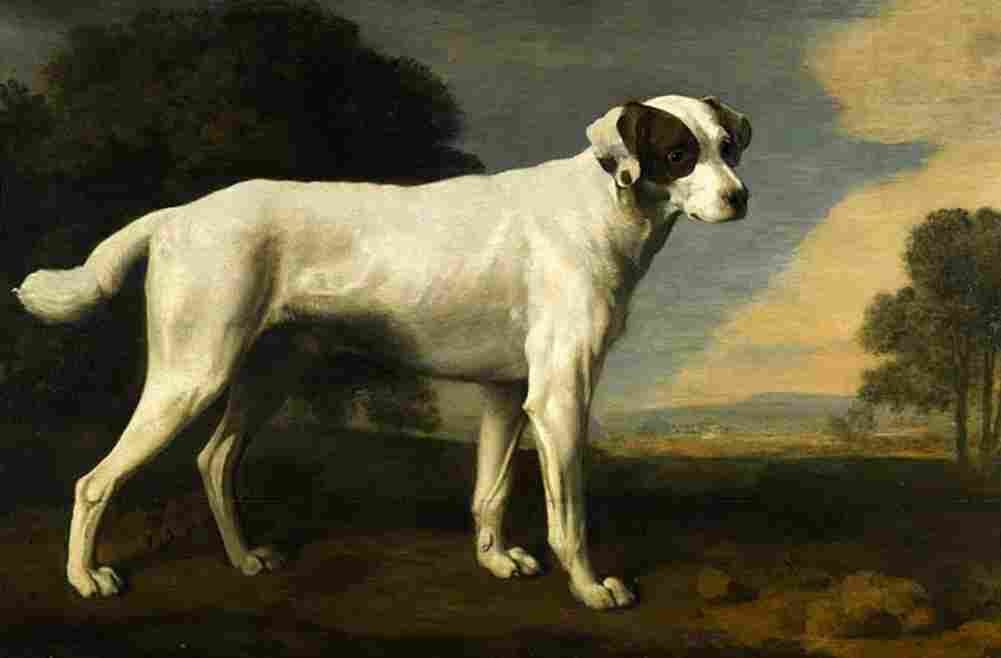 stu Viscount Gormanston s White Dog Art A4 Photo Print