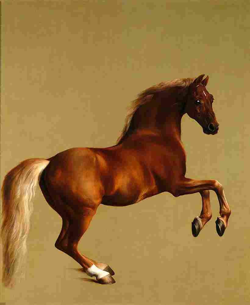 stu whistlejacket Art A4 Photo Print