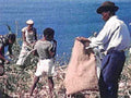 sugar cane harvest1980s 1990s A4 Photo Print