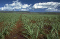 sugar cane plantation 1980s 1990s A4 Photo Print