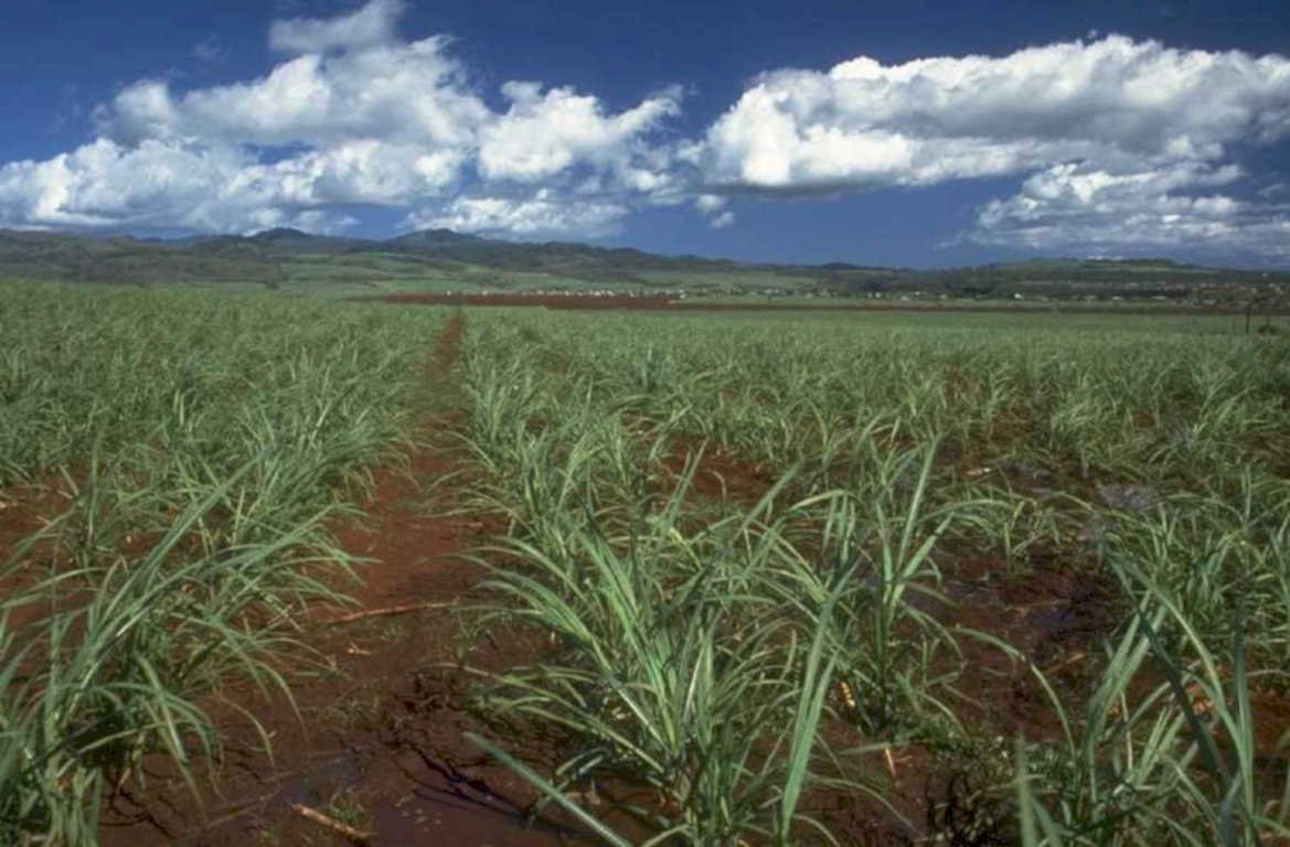 sugar cane plantation 1980s 1990s A4 Photo Print