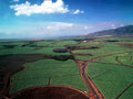 sugar cane plantation1980s 1990s A4 Photo Print