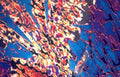 sugar crystals dendritic Vintage A4 Photo Print