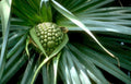 sugar palm fruit Vintage A4 Photo Print