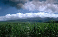 sugarcane hawaii landscape Vintage A4 Photo Print