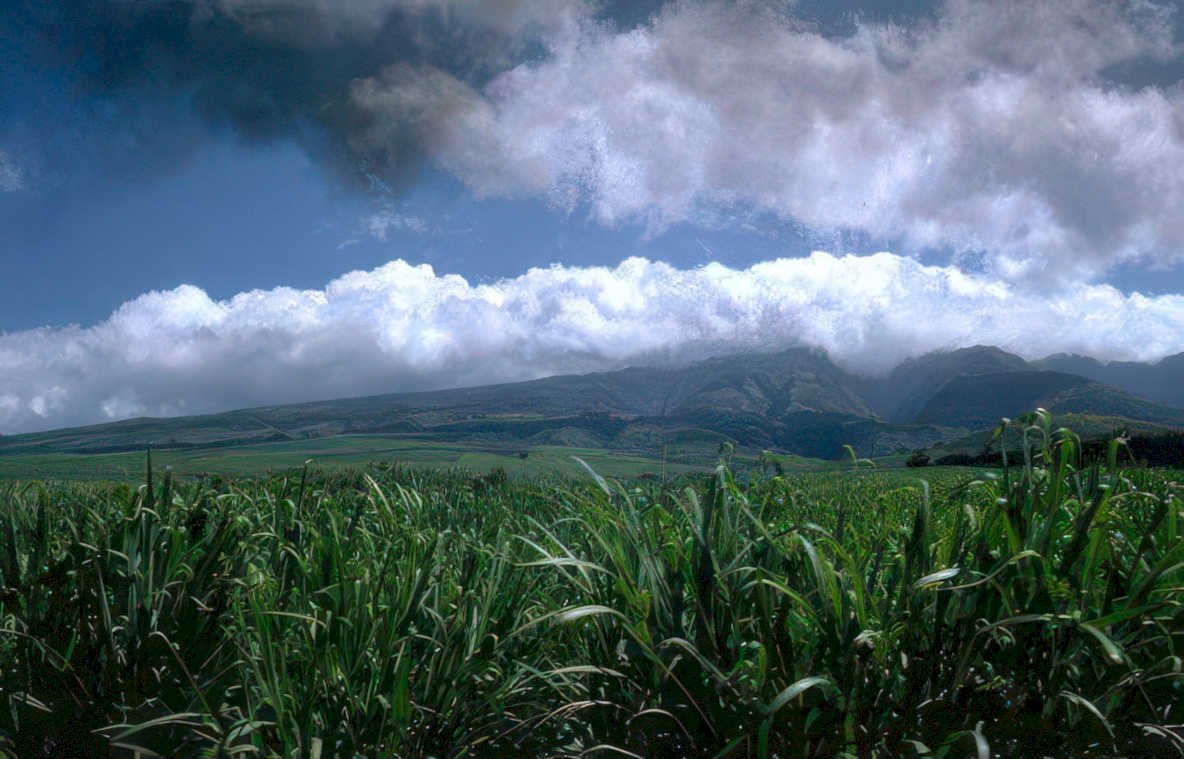 sugarcane hawaii landscape Vintage A4 Photo Print