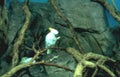 sulphur crested cockatoo 2 Vintage A4 Photo Print