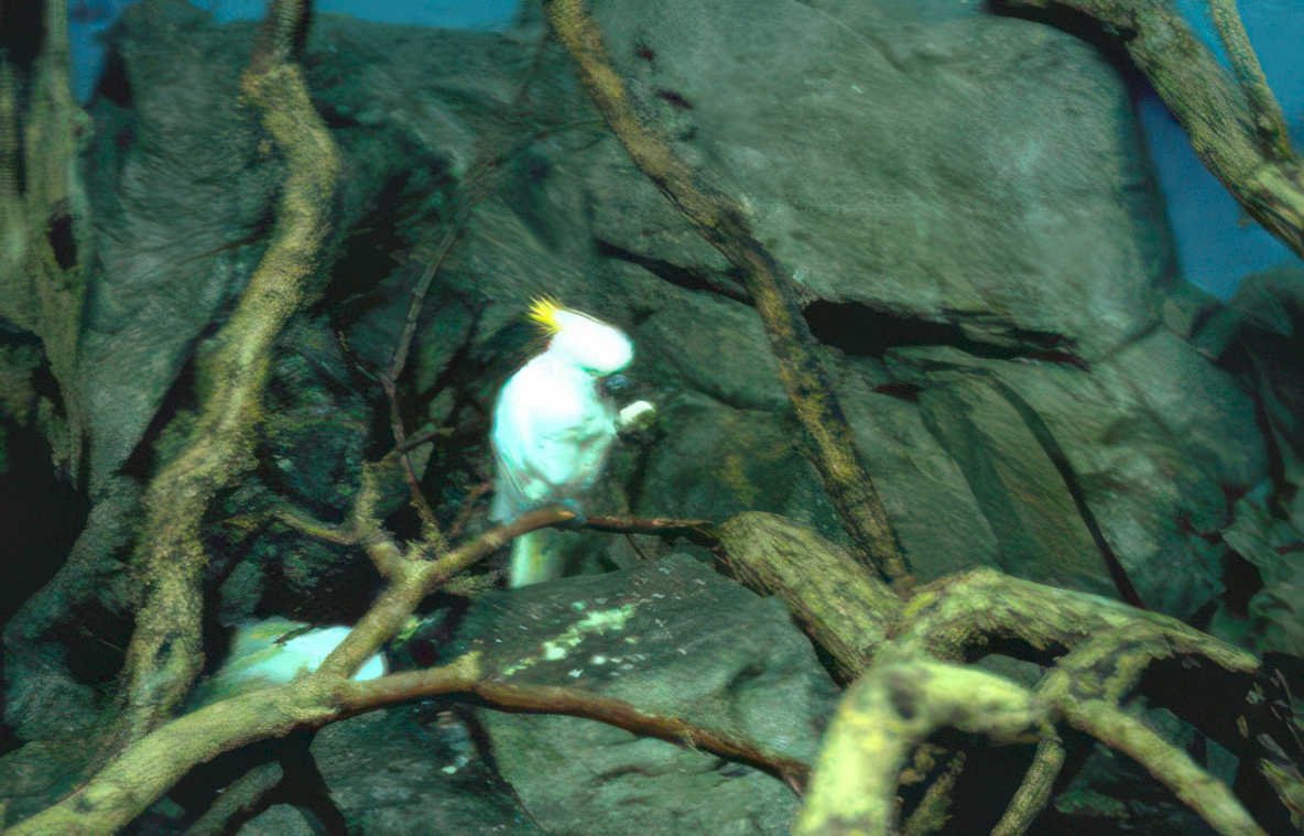 sulphur crested cockatoo 2 Vintage A4 Photo Print