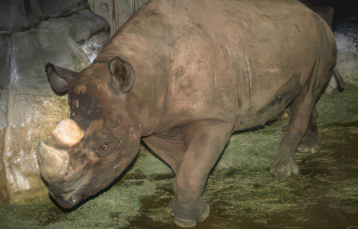 sumatran rhino hay Vintage A4 Photo Print