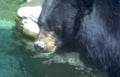 sun bear aquatic Vintage A4 Photo Print