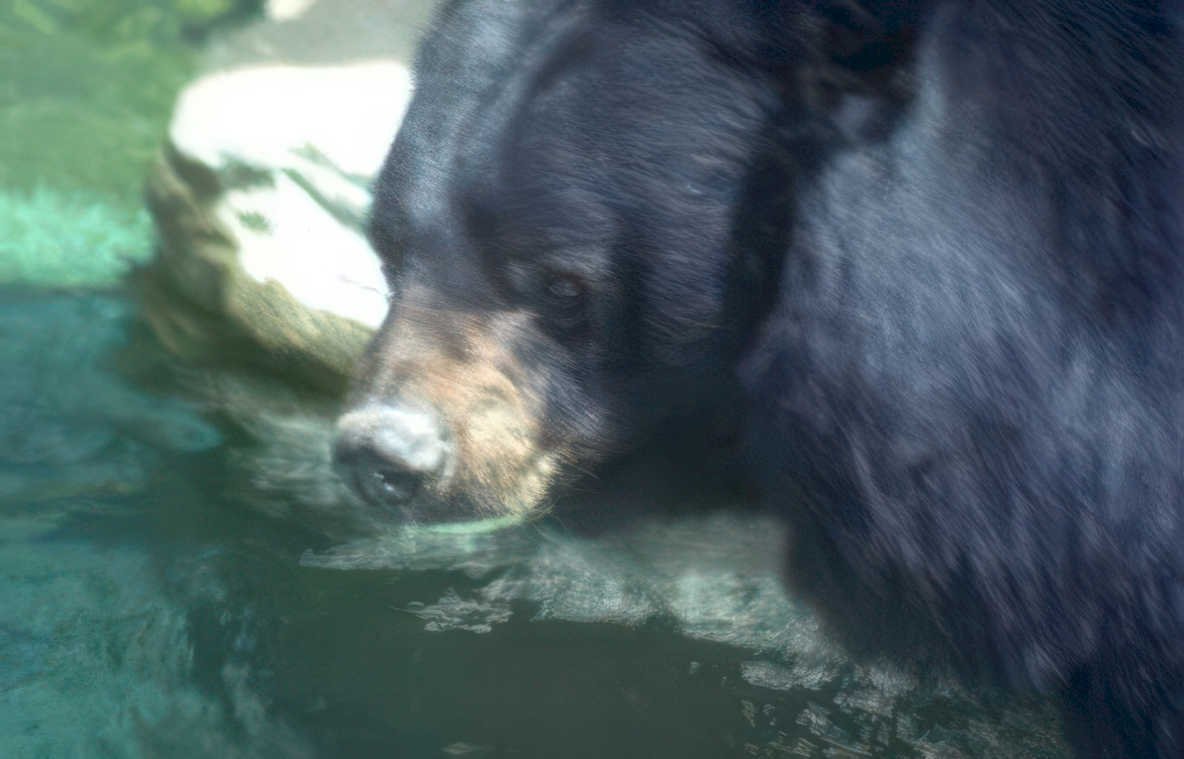 sun bear aquatic Vintage A4 Photo Print