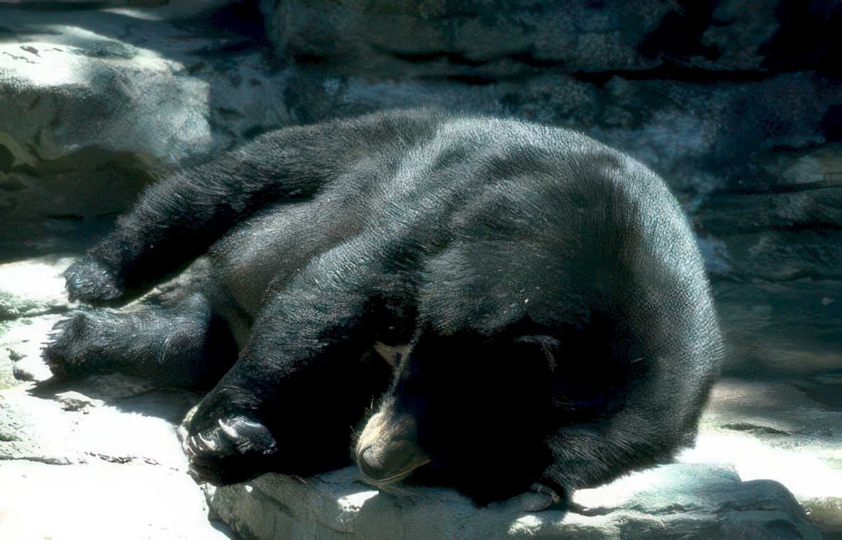 sun bear rock Vintage A4 Photo Print