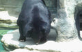 sun bear water Vintage A4 Photo Print