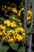sunflower field bloom 1 1980s 1990s A4 Photo Print