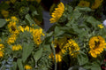 sunflower field bloom 2 1980s 1990s A4 Photo Print
