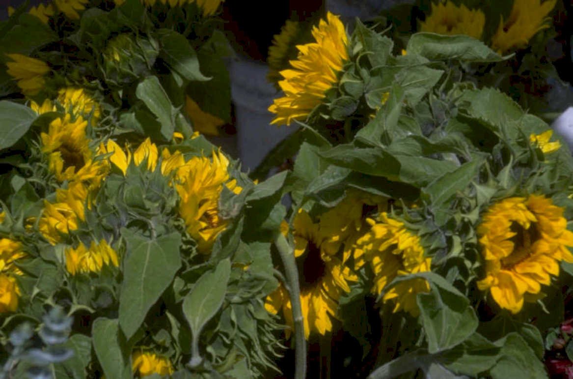 sunflower field bloom 2 1980s 1990s A4 Photo Print