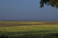 sunflower field hills 1980s 1990s A4 Photo Print