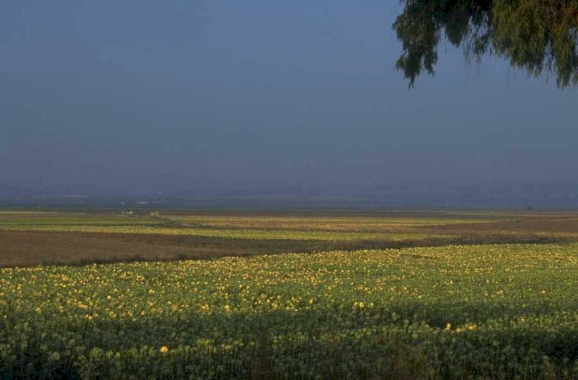 sunflower field hills 1980s 1990s A4 Photo Print