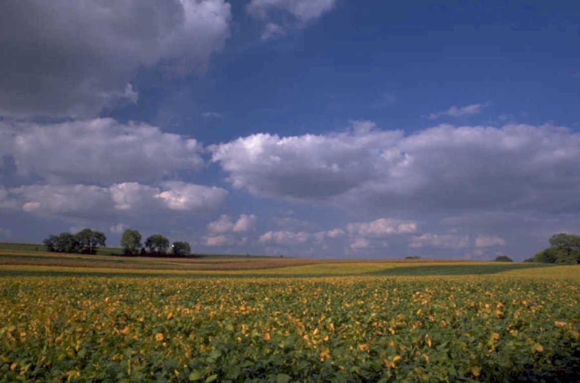 sunflower hills sky 1980s 1990s A4 Photo Print