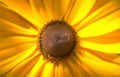 sunflower macro radial Vintage A4 Photo Print