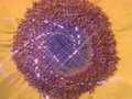 sunflower seed head1980s 1990s A4 Photo Print