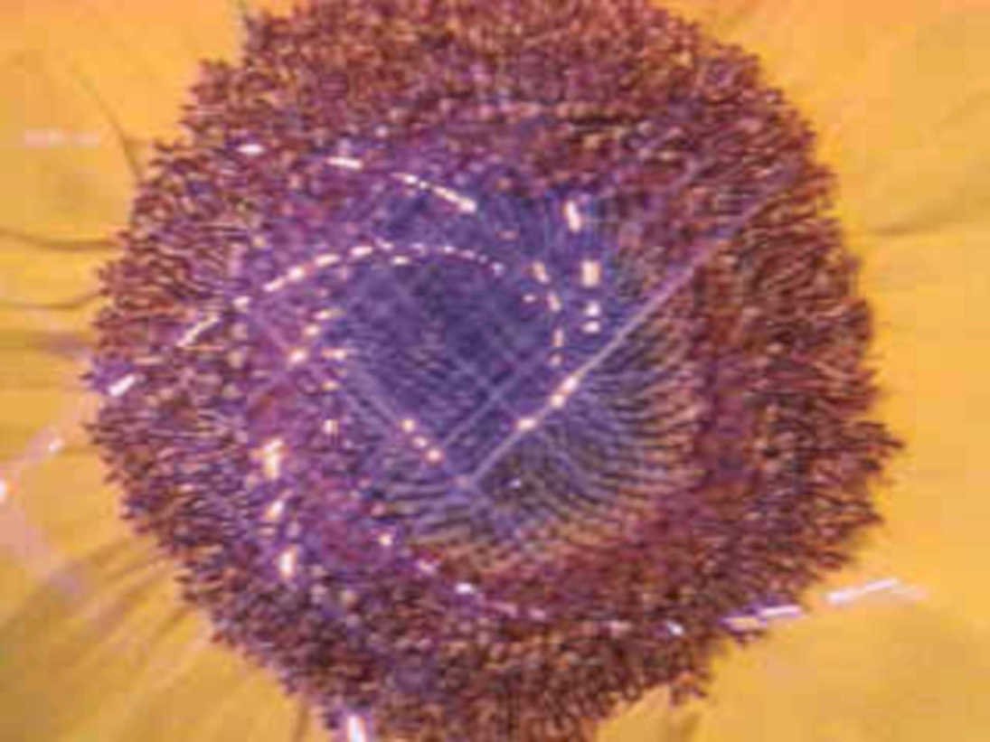 sunflower seed head1980s 1990s A4 Photo Print