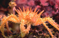 sunflower starfish reef Vintage A4 Photo Print