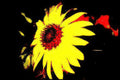 sunflower yellow petals Vintage A4 Photo Print