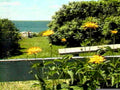sunflowers lake coast1980s 1990s A4 Photo Print