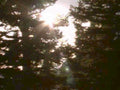 sunlit tree canopy1980s 1990s A4 Photo Print