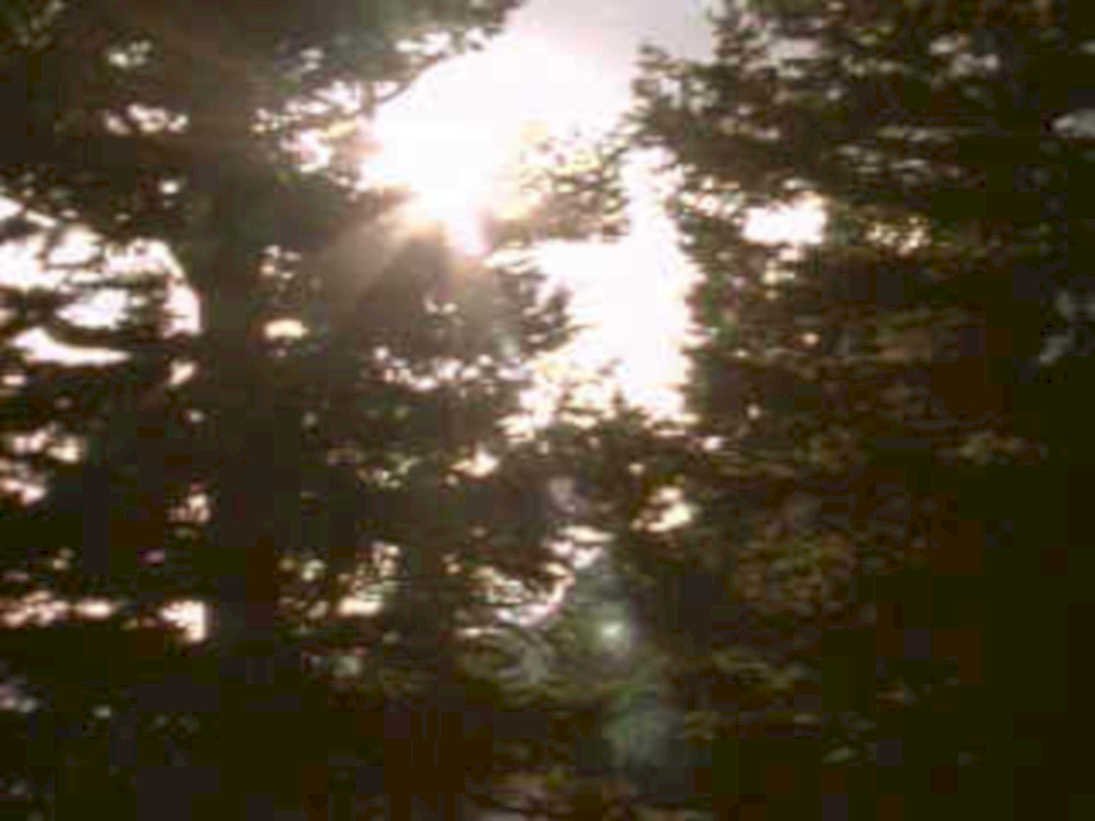 sunlit tree canopy1980s 1990s A4 Photo Print