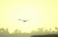 sunrise bird wetland Vintage A4 Photo Print
