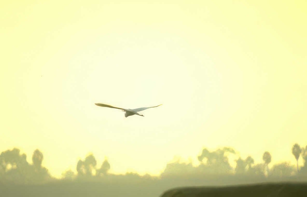 sunrise bird wetland Vintage A4 Photo Print