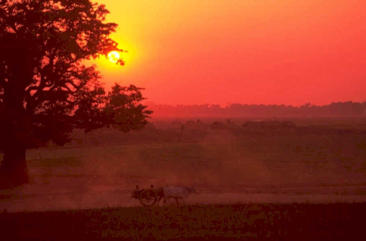 sunrise cattle cart 1980s 1990s A4 Photo Print